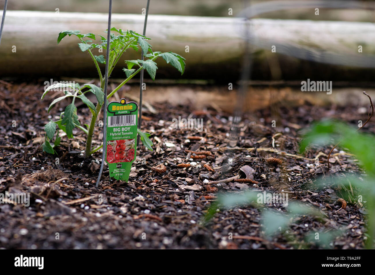 Bonnie Tomato Plants Big boy being planted in the garden Stock Photo