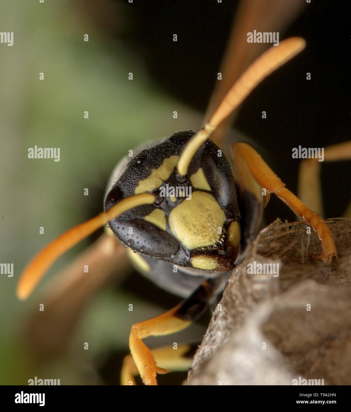 European Polistes galicus wasp hornet taking care of his nest and larvae Stock Photo