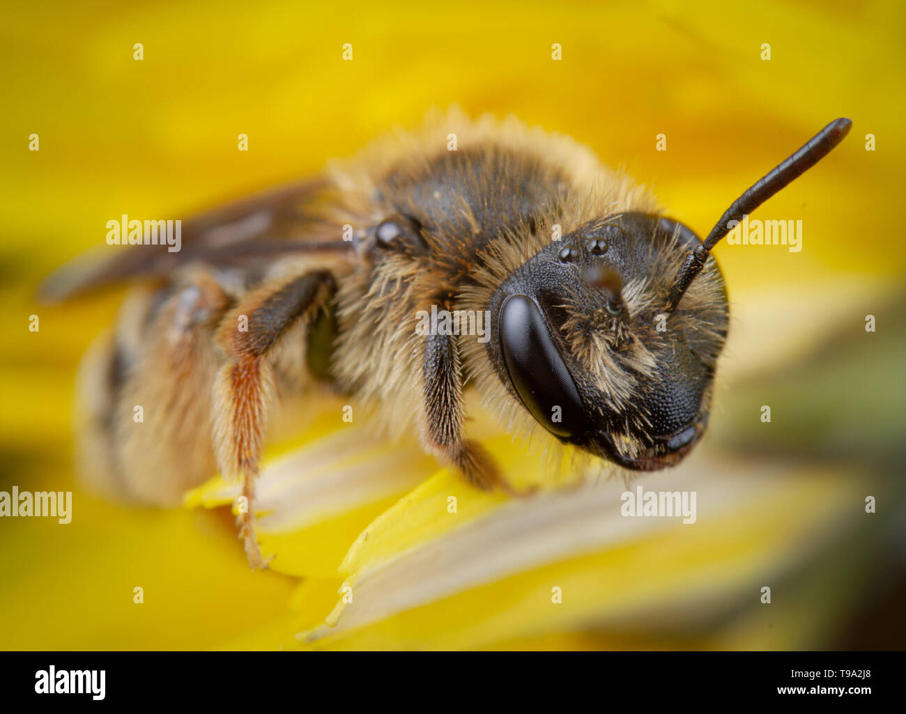 little honeybee posing in a yellow flower resting Stock Photo
