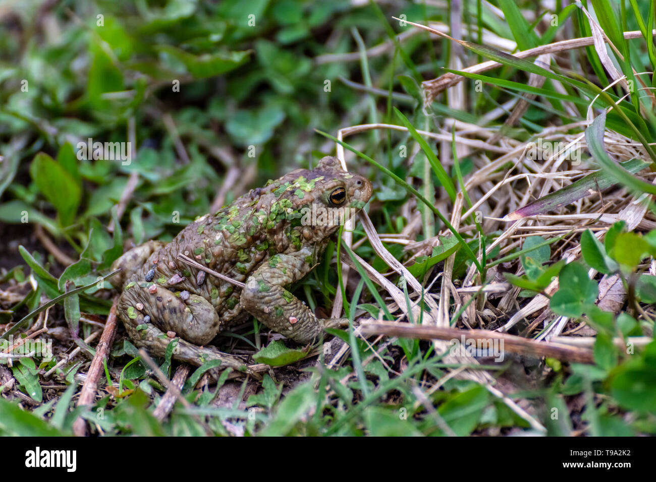 Brown frog covered in duckweed and small pebbles sits in the green grass. Stock Photo