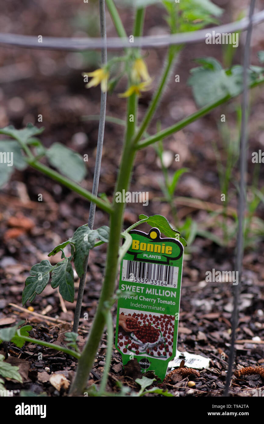 Bonnie Tomato Plants Big boy being planted in the garden Stock Photo