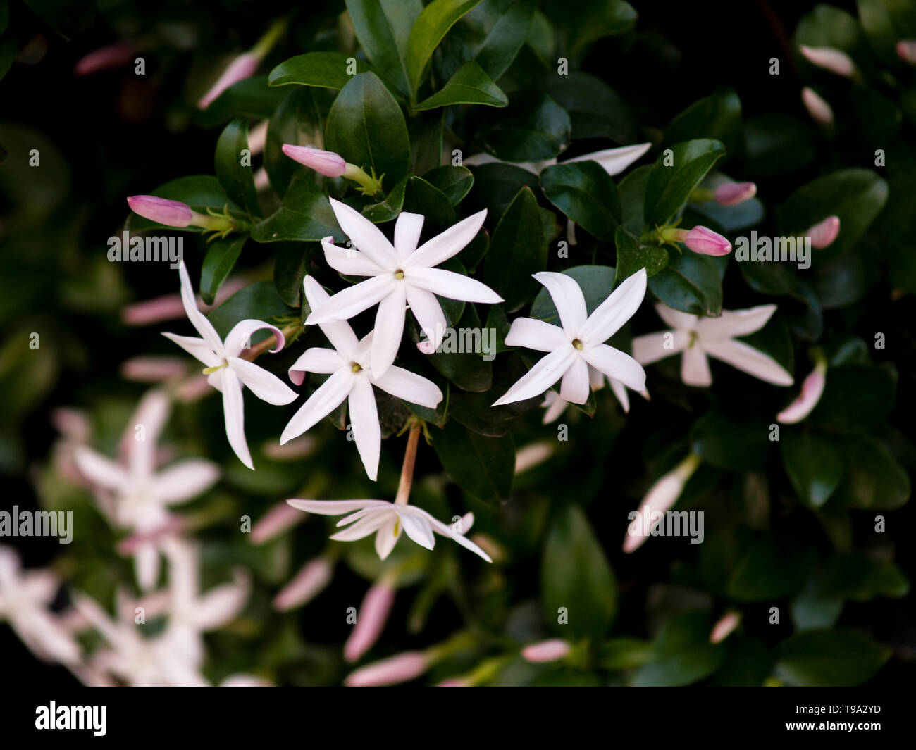 wild jasmine of southern Africa Stock Photo Alamy
