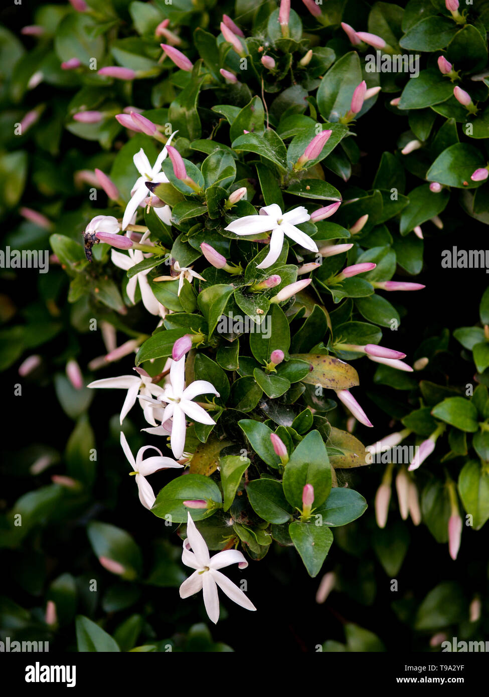 wild jasmine of southern Africa Stock Photo Alamy