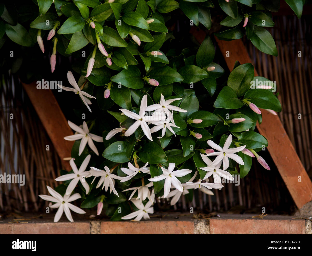 wild jasmine of southern Africa on bricks Stock Photo Alamy