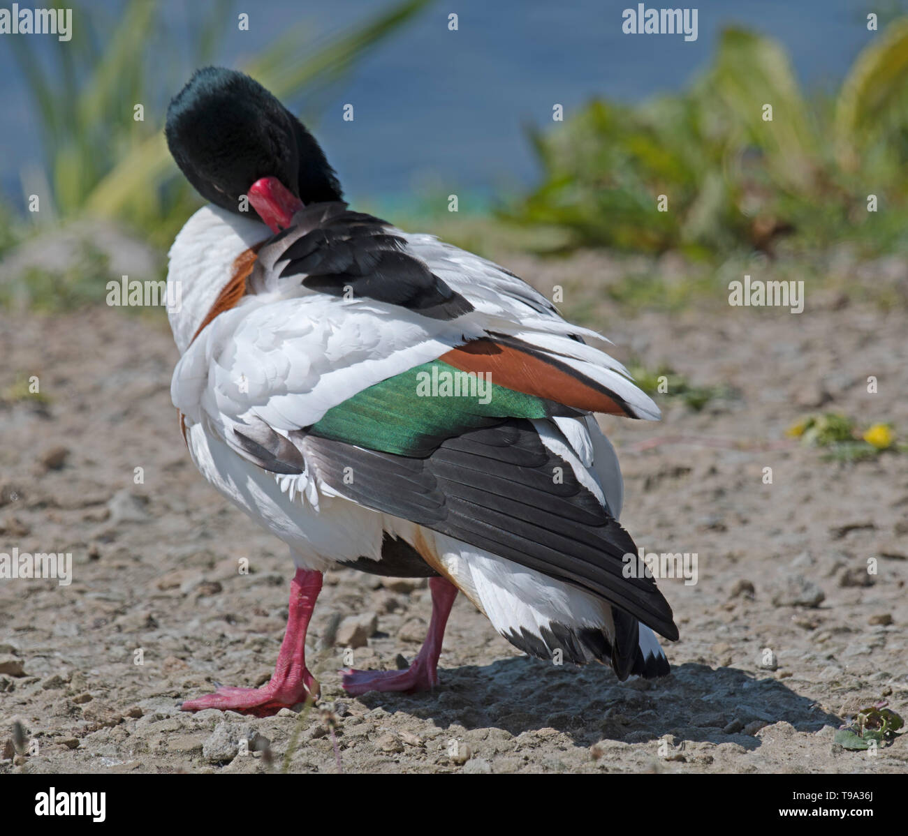 Shell, Duck, At, Martin, Mere Stock Photo