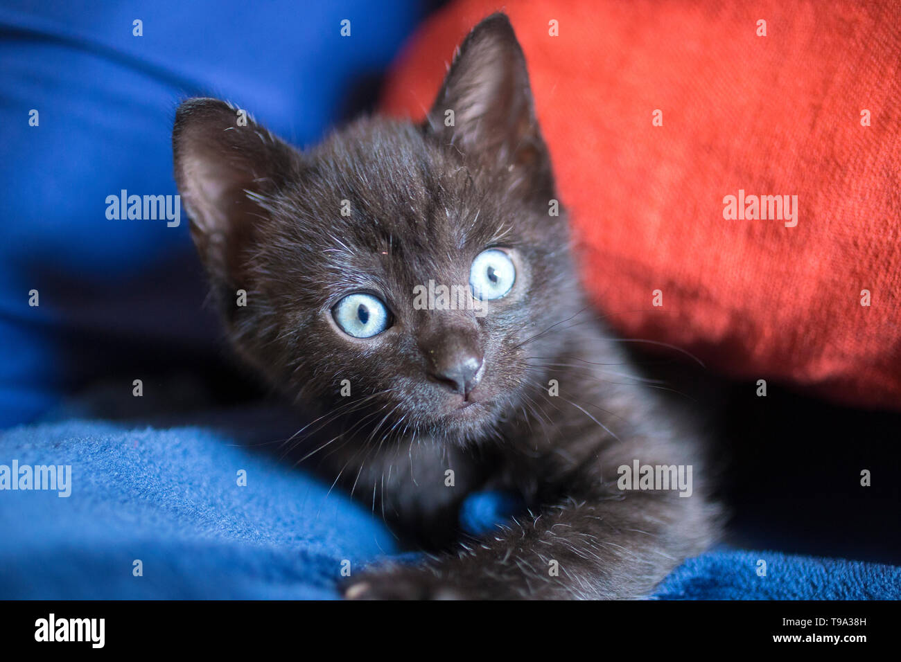 A black cat, kitten, in London. Photo by Akira Suemori Stock Photo Alamy