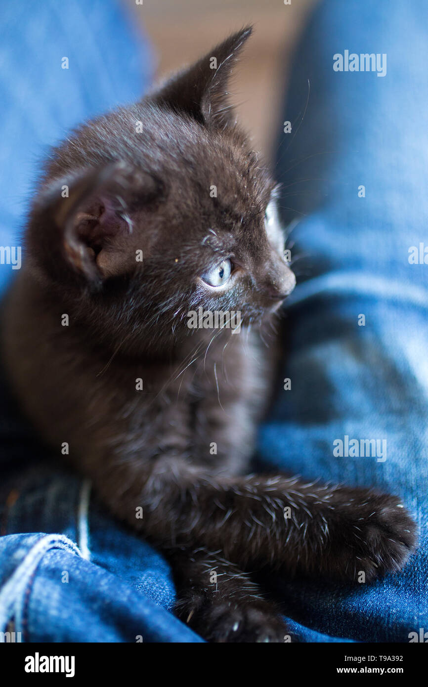 Fluffy black kitten hi-res stock photography and images - Alamy