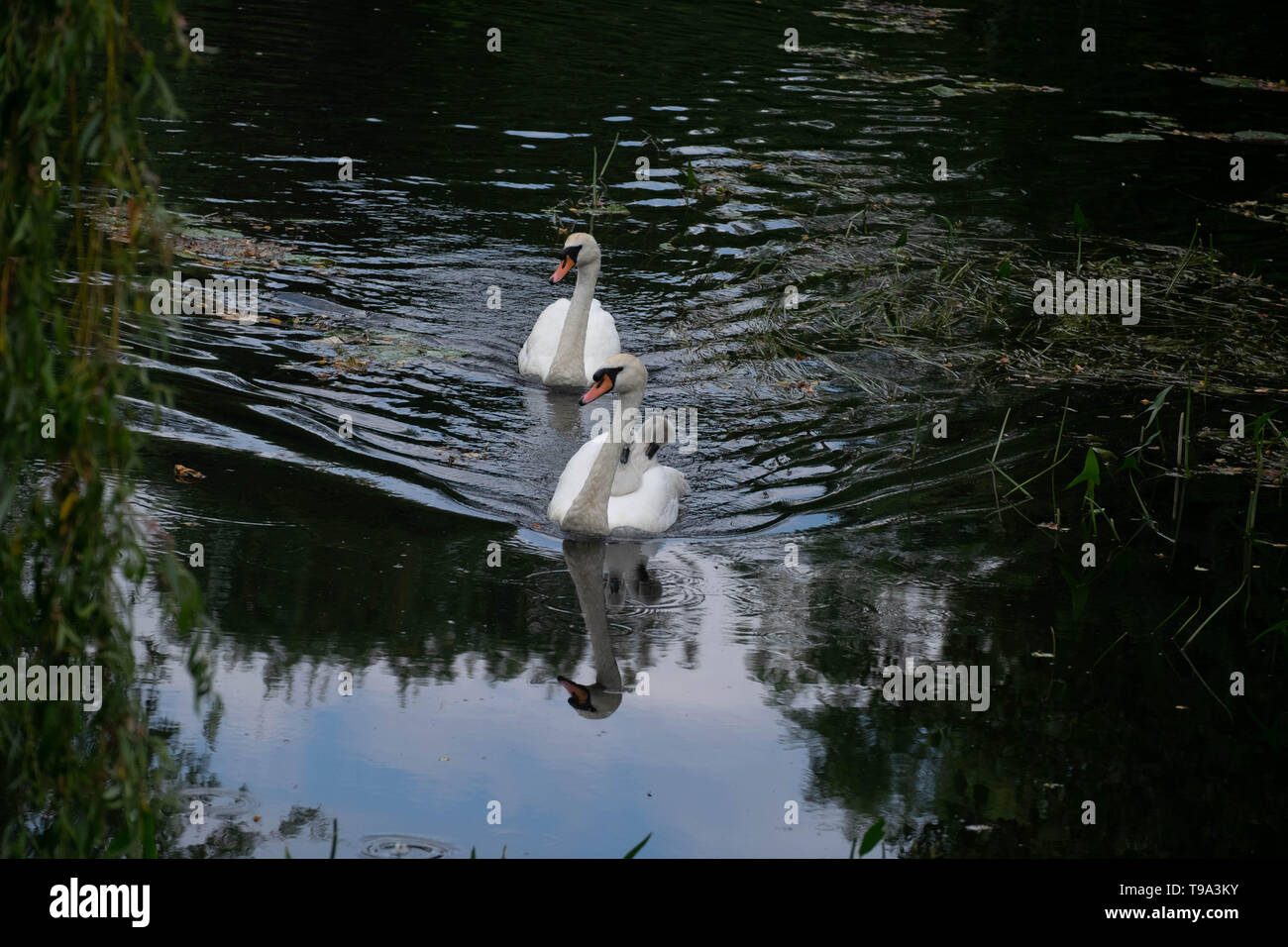 swan with on back Stock Photo Alamy