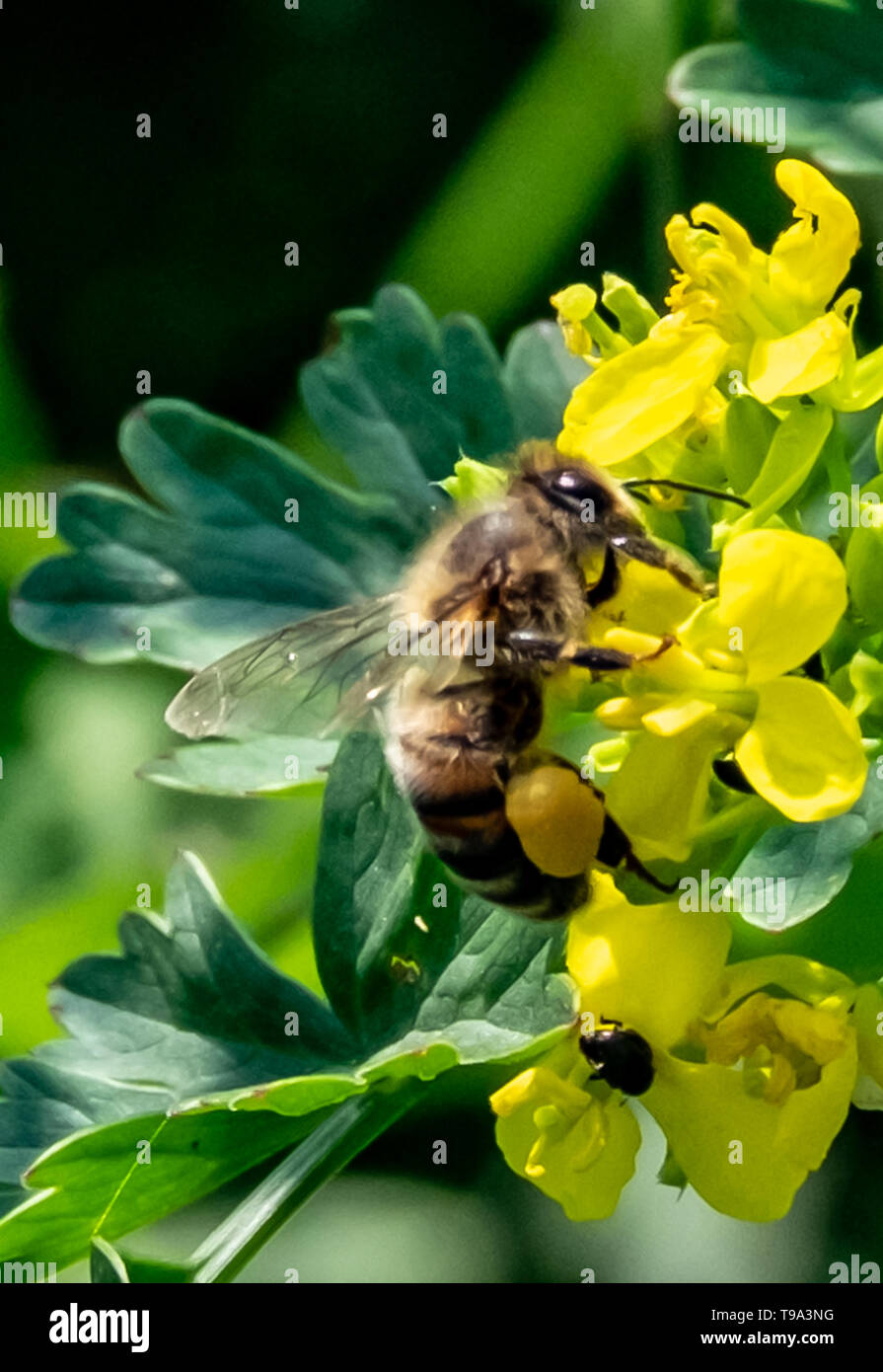 Pollen Sac High Resolution Stock Photography and Images - Alamy