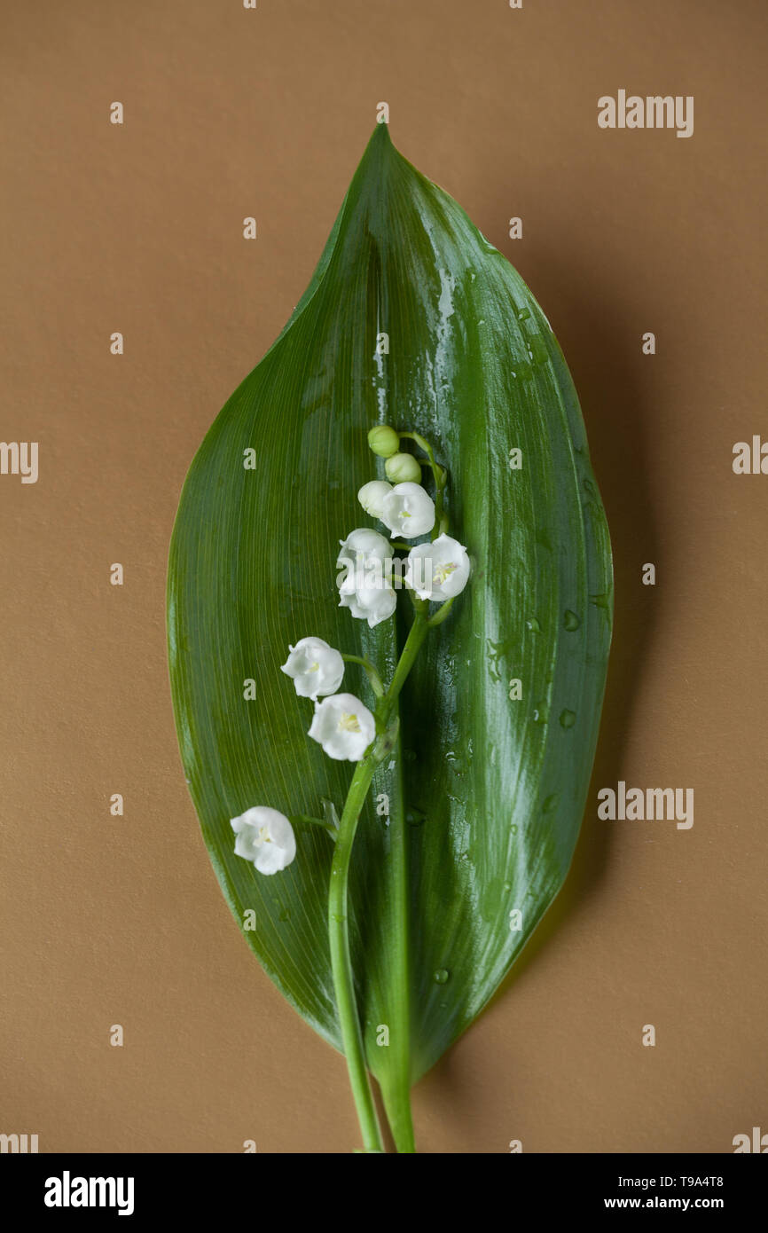 A soft delicate macro closeup of white lily of the valley flower branch ...