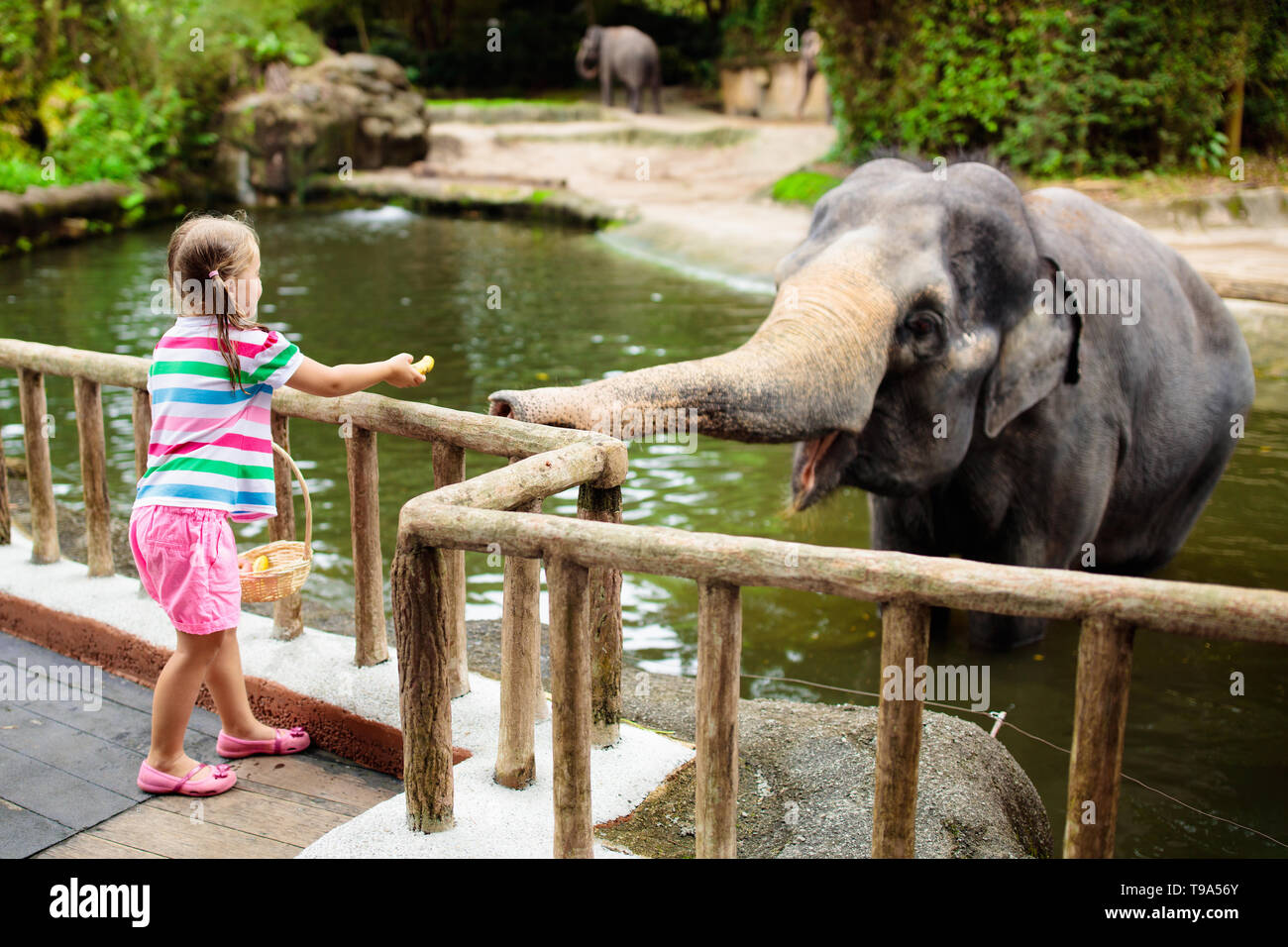 Family feeding elephant in zoo. Children feed Asian elephants in