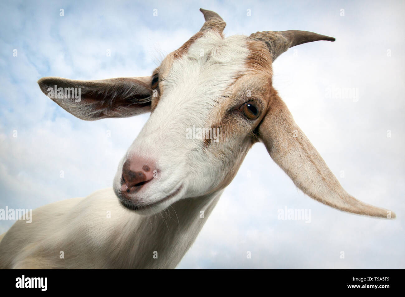 Nubian goat smile hi-res stock photography and images - Alamy