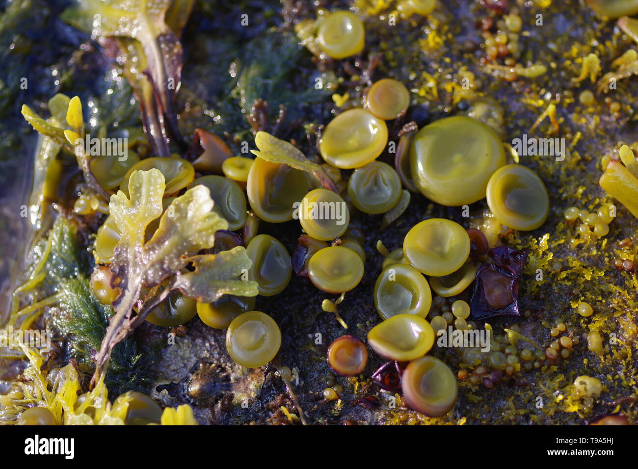 Thongweed (Himanthalia elongata) Buttons on the Rocky Shore by Crail on a Summers Evening. Kingdom of Fife, Scotland, UK. Stock Photo