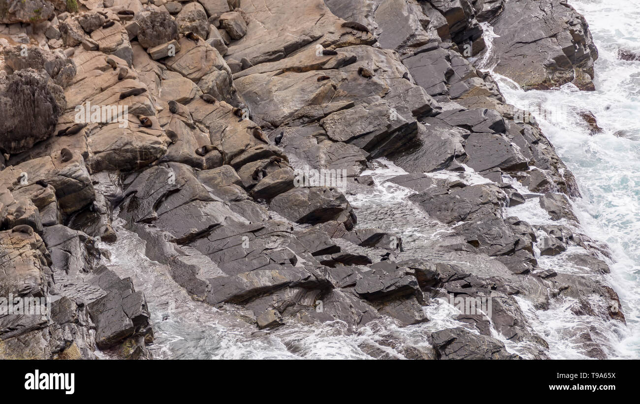 A colony of sea lions on the rocks of Kangaroo Island, Southern Australia Stock Photo