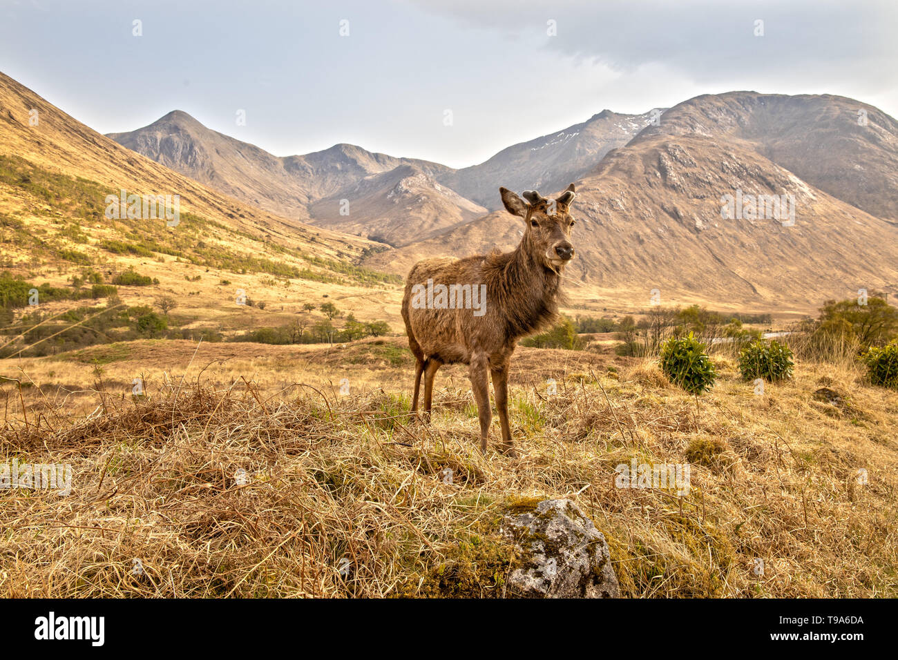 Red Deer in the Scottish Highlands near Glen Coe Stock Photo