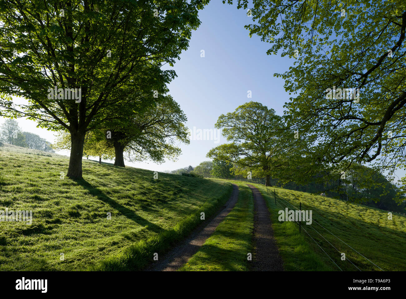 Morning spring sunlight in the countryside at Old Hill near Wrington, North Somerset, England. Stock Photo