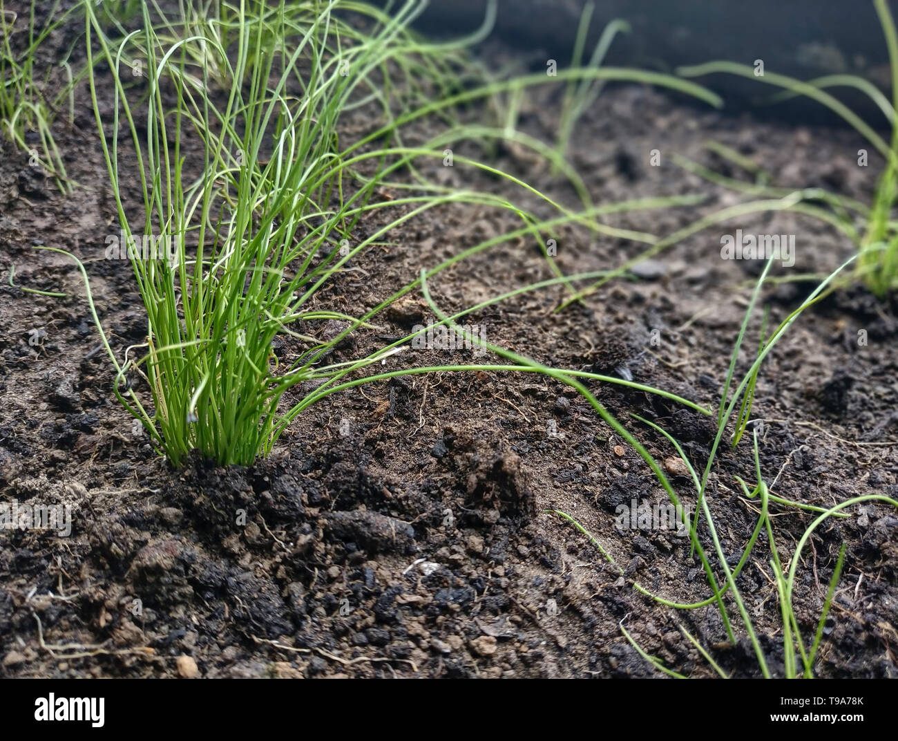 Sprouted Chive Chive sprouts: some emerge from the ground, others move following the ...