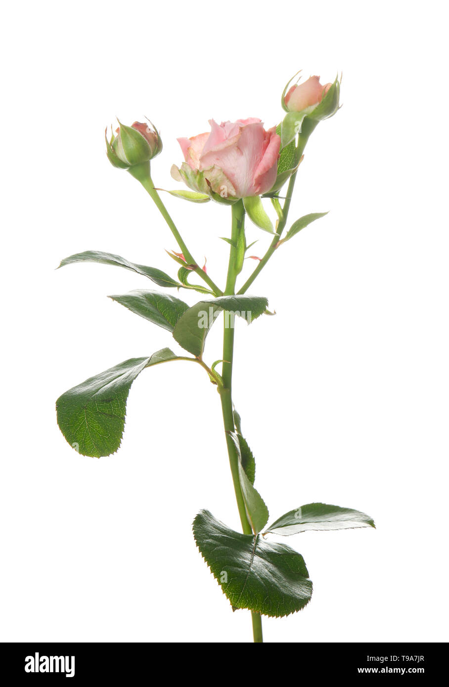 Beautiful fresh roses on white background Stock Photo - Alamy
