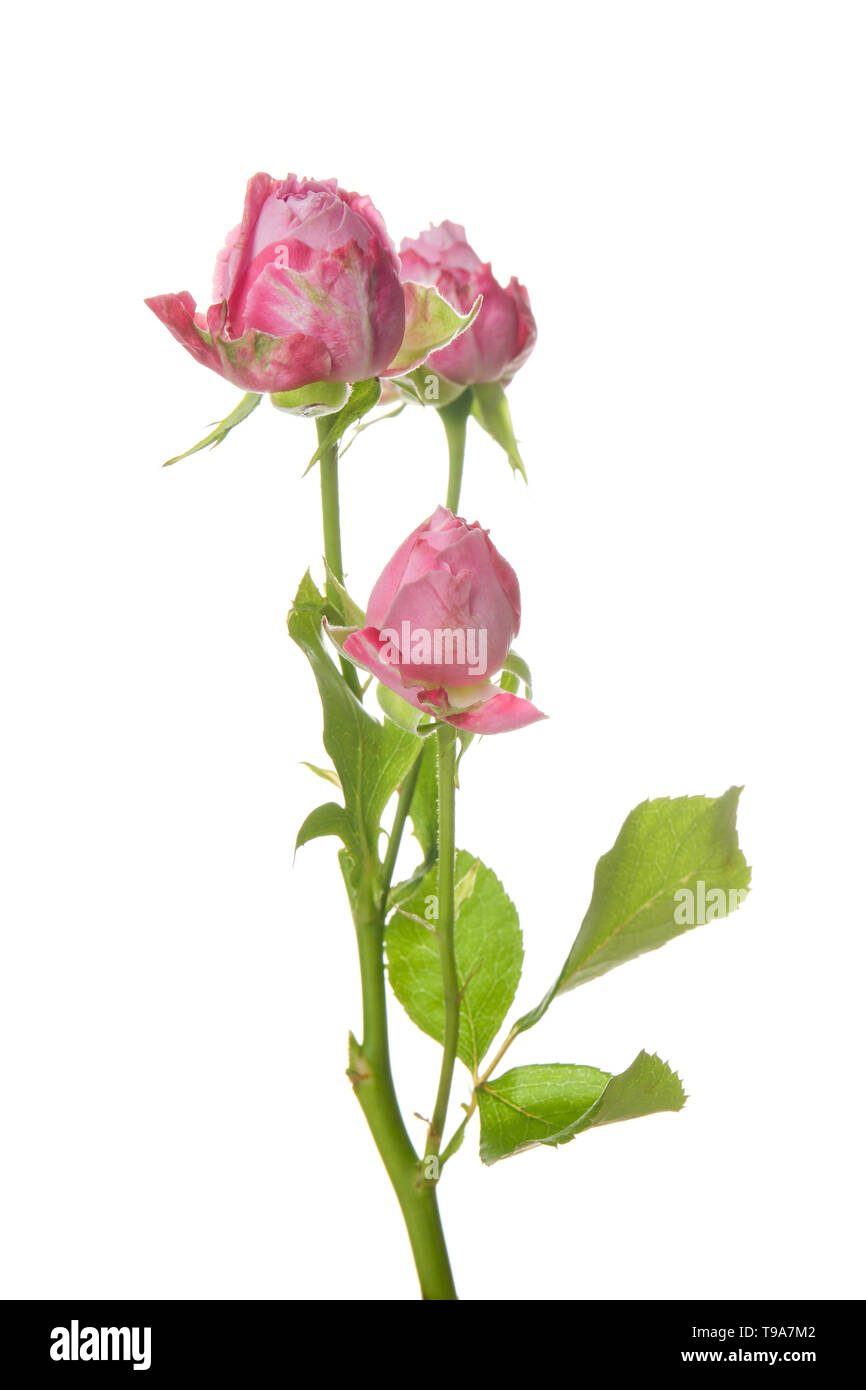 Beautiful fresh roses on white background Stock Photo - Alamy