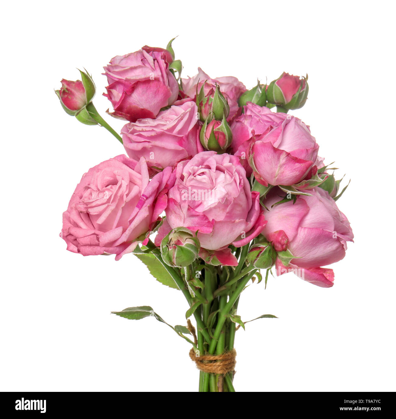 Beautiful fresh roses on white background Stock Photo - Alamy