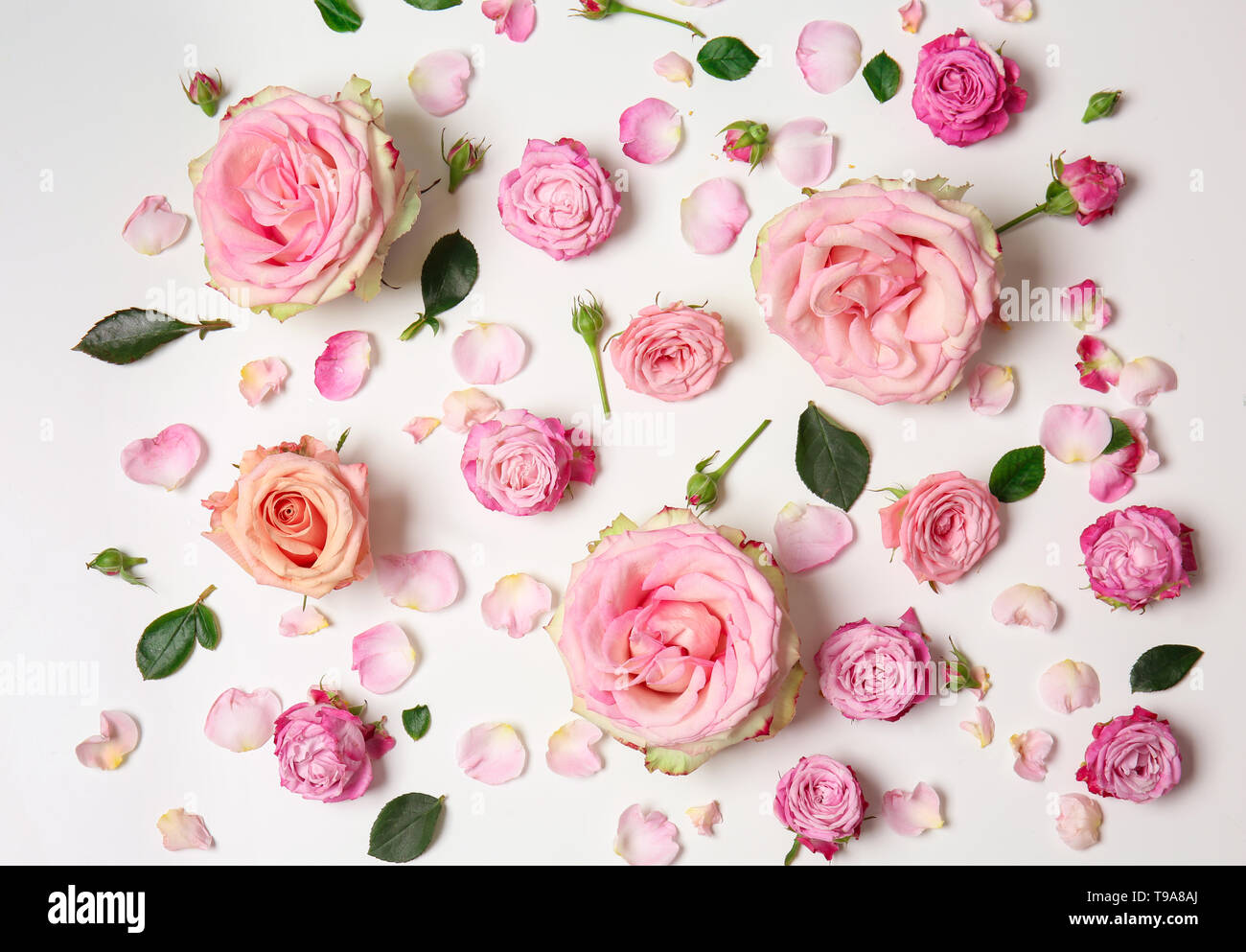 Beautiful pink roses on white background Stock Photo - Alamy