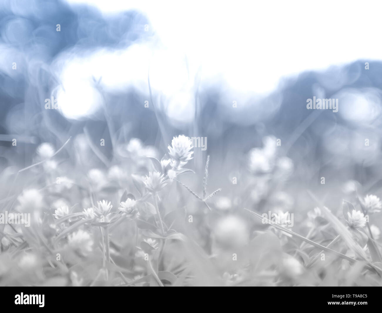 Vintage Flower Background Sunset Light Stock Photos