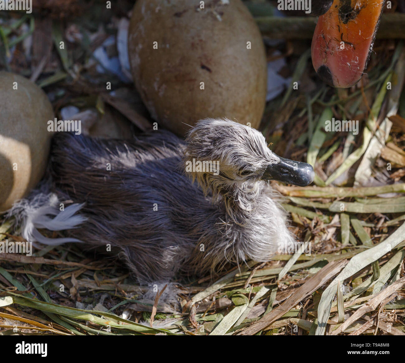 A newly hatched cygnet. This cygnet had just come out of the egg. Stock Photo