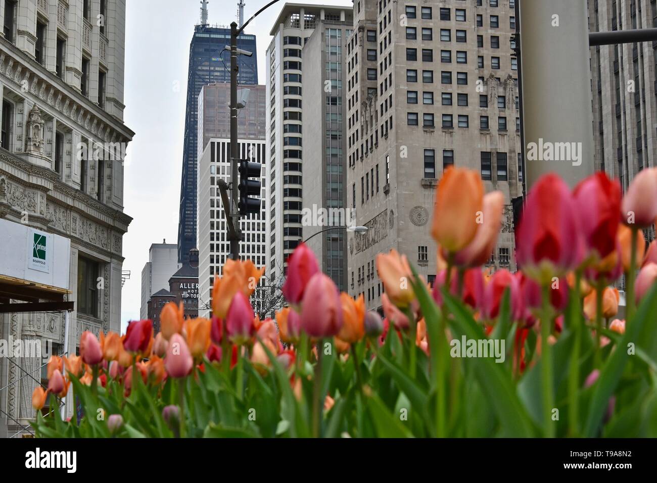 Tulips in Chicago, Illinois, USA Stock Photo Alamy