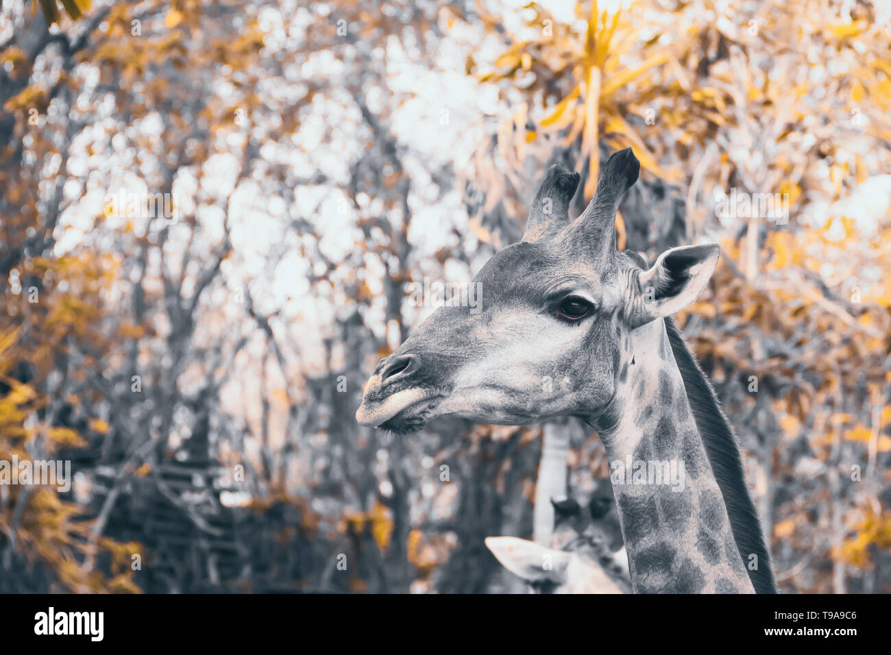 Giraffe vintage hi-res stock photography and images - Alamy