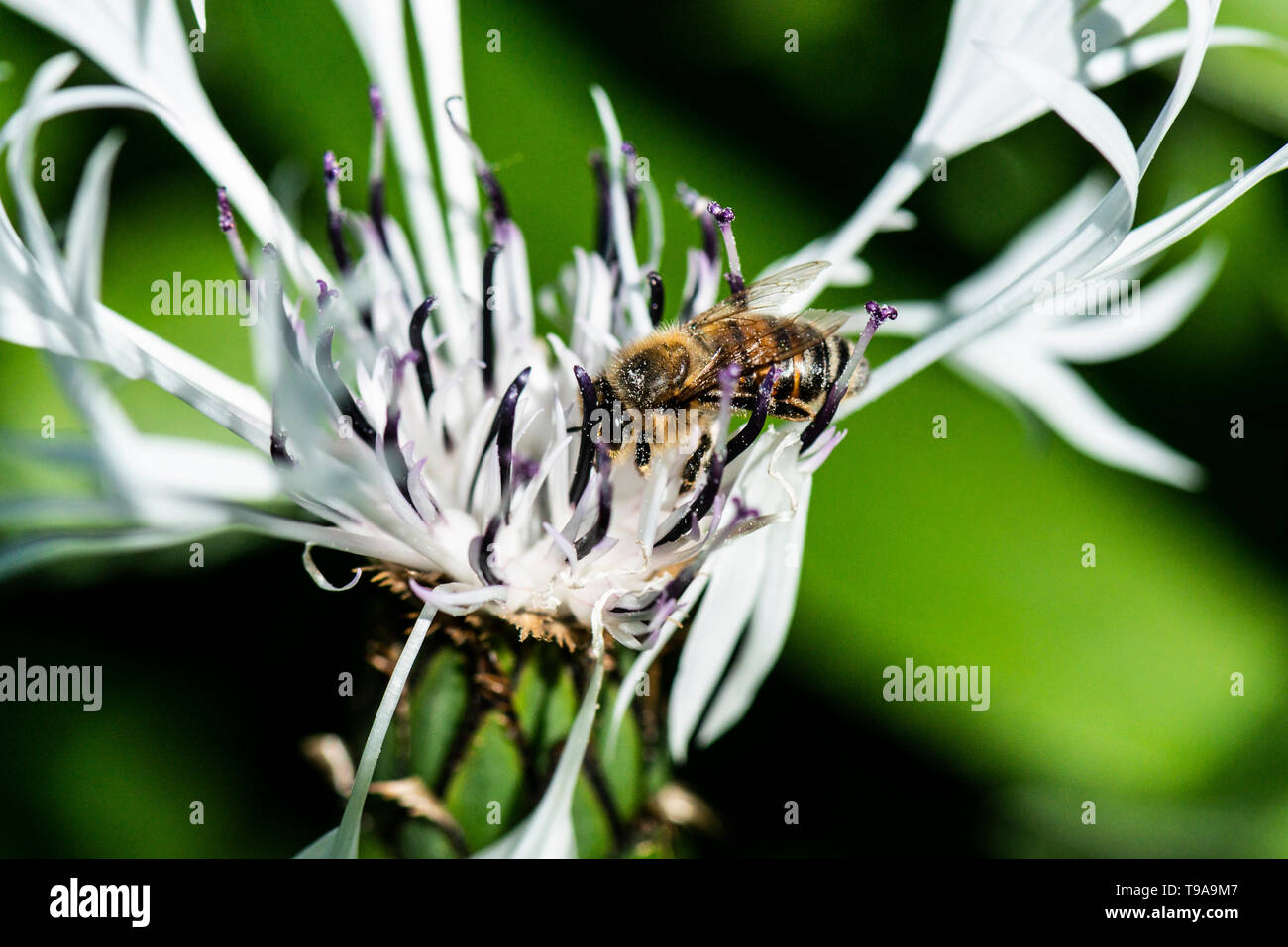 A European honey bee (Apis mellifera) on the flower of a white perennial cornflower(Centaurea montana 'Alba') Stock Photo