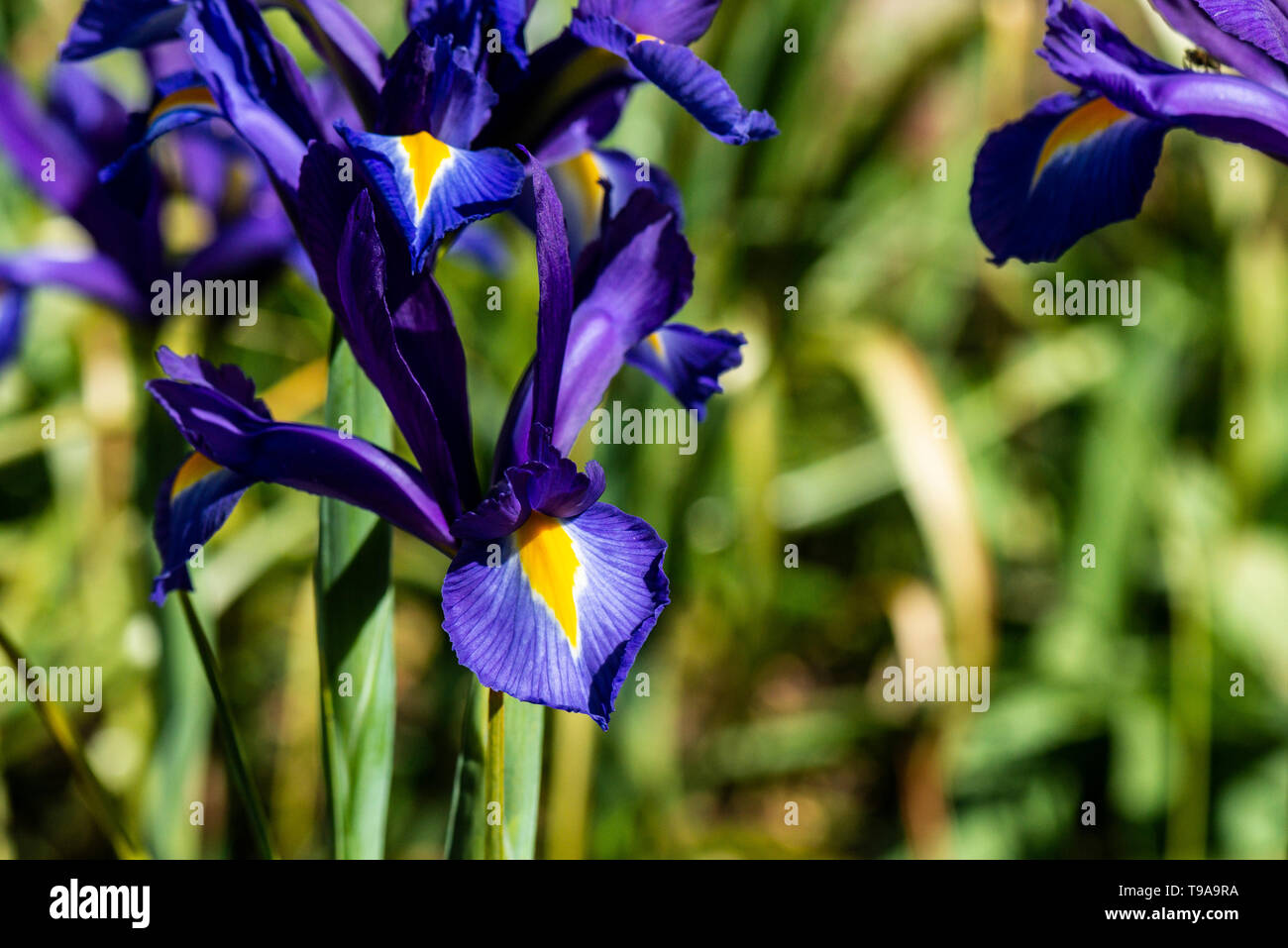 A blue iris flower Stock Photo