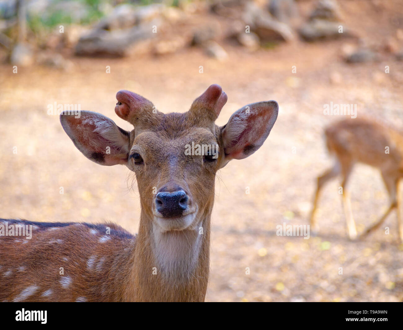 Download Deer Face High Resolution Stock Photography And Images Alamy