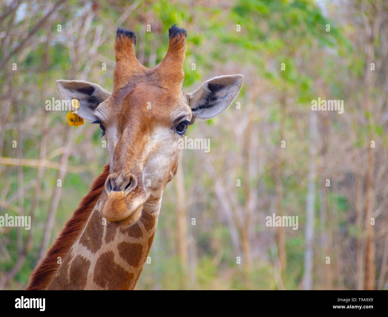 face head giraffe close up  have yellow tag on them ear  can see beautiful pattern  texture fur on neck zoo create natural background. Stock Photo