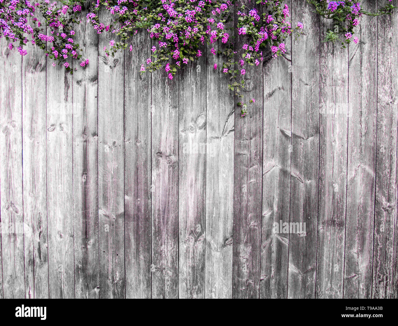 Spring flowers. Lilac flowers on white dark wooden   concept idea summer spring Stock Photo - Alamy