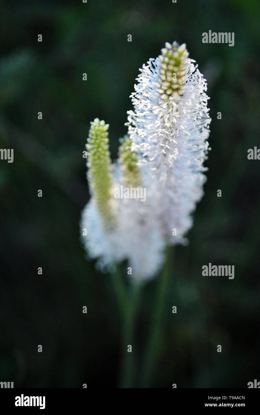 Greater Plantain or fleaworts (Plantago major) plant white fluffy flowers blooming on blurry dark green background Stock Photo
