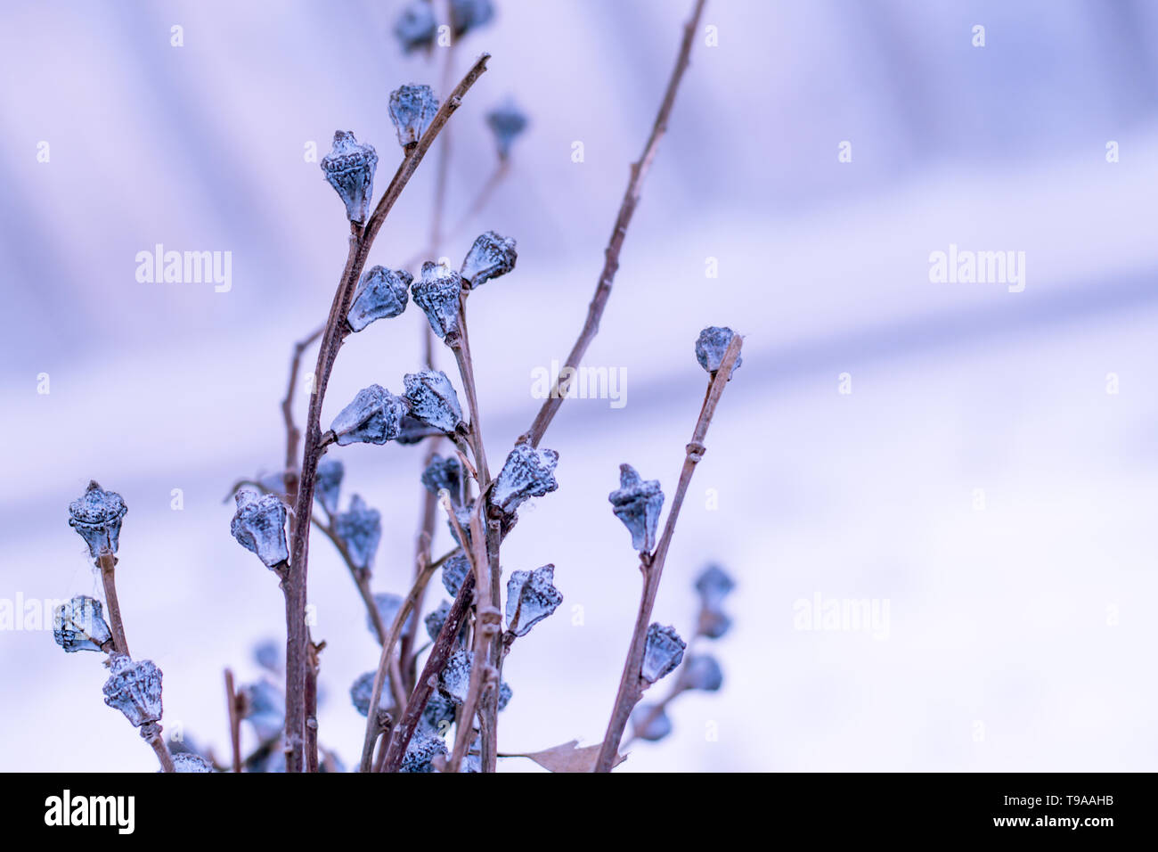 Winter or spring nature background with frozen violet flowers. white blur  background.beautiful nature concept idea Stock Photo - Alamy