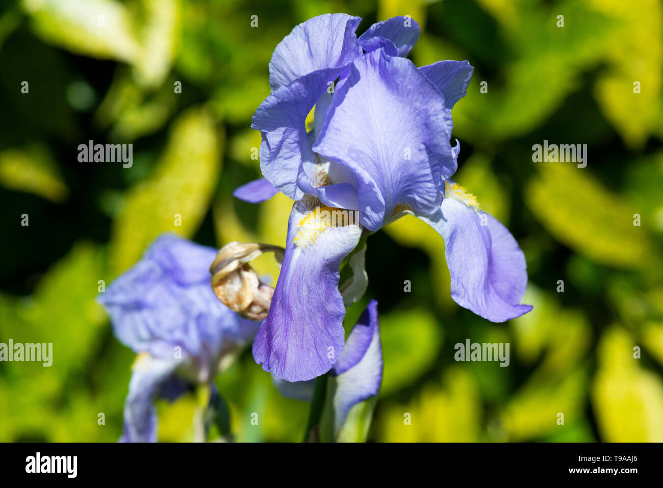A pale blue iris flower Stock Photo