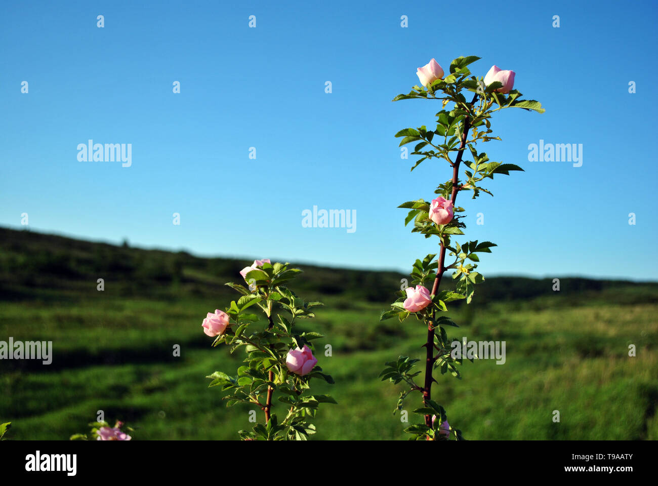 Wild roses bush with pink flowers on hill, landscape background with bright blue sky Stock Photo