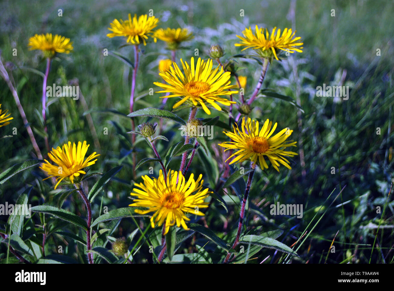 Doronicum plantagineum (the plantain-leaved leopard's-bane or plantain false leopardbane) blooming flowers on blurry grass background Stock Photo