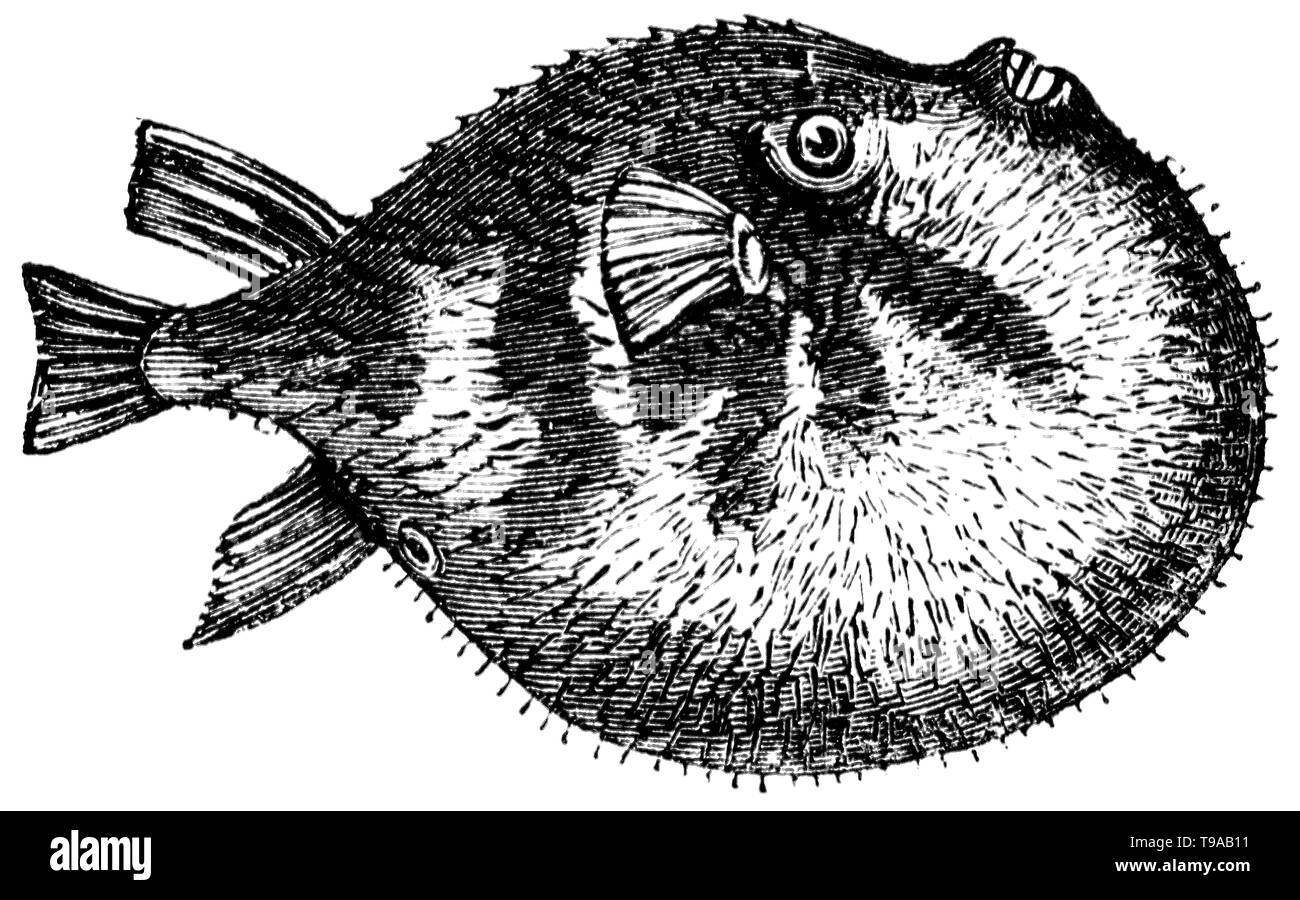 Wood cut engraved illustration, taken from 'The Treasury of Natural History' by Samuel Maunder, published 1848 Stock Photo