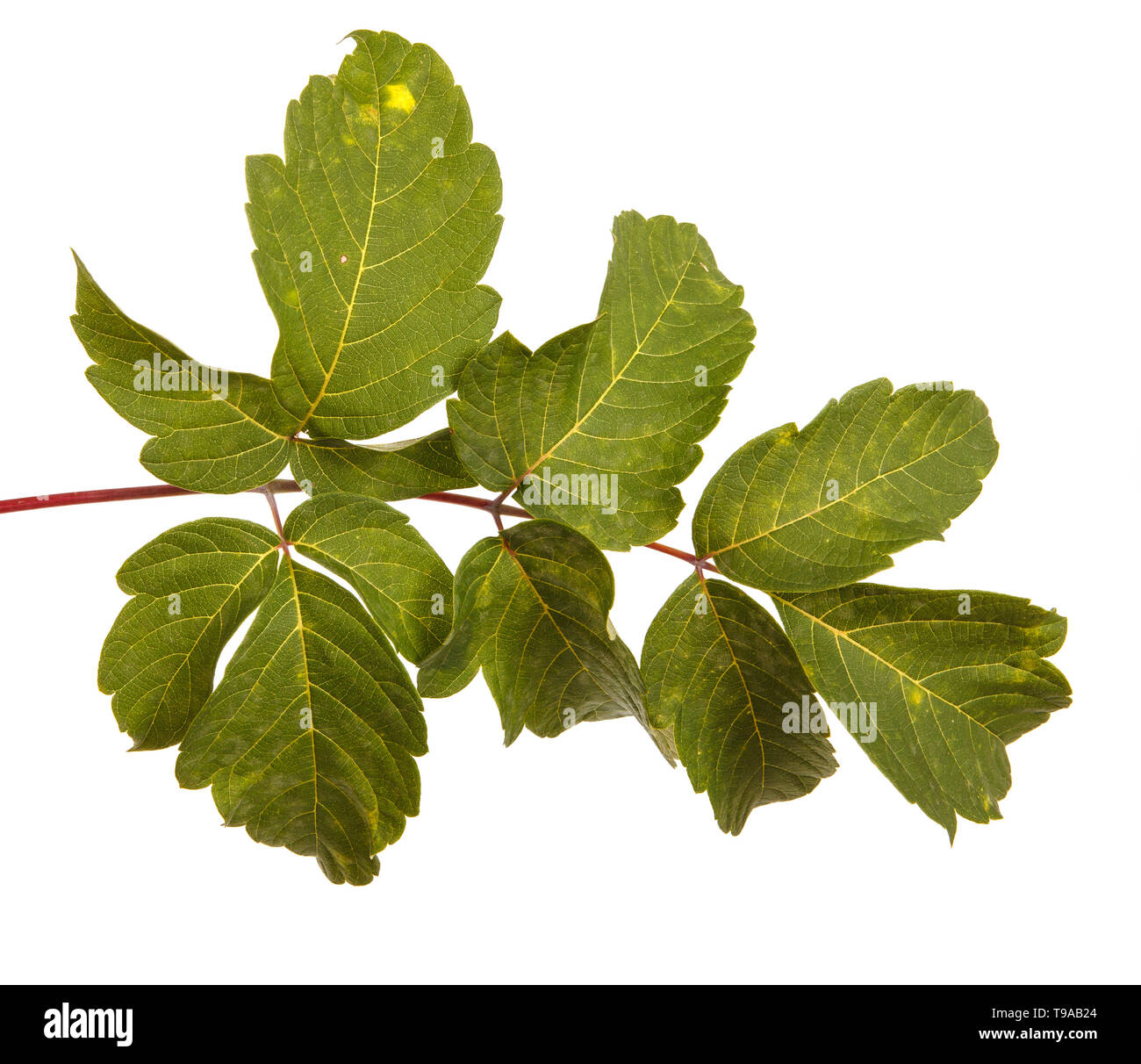 maple leaves isolated on white background Stock Photo - Alamy