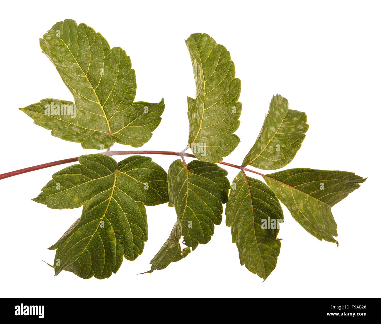 maple leaves isolated on white background Stock Photo - Alamy