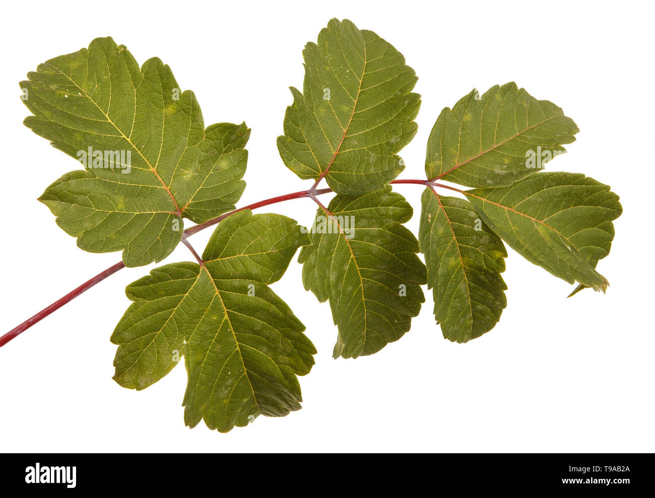 maple leaves isolated on white background Stock Photo - Alamy