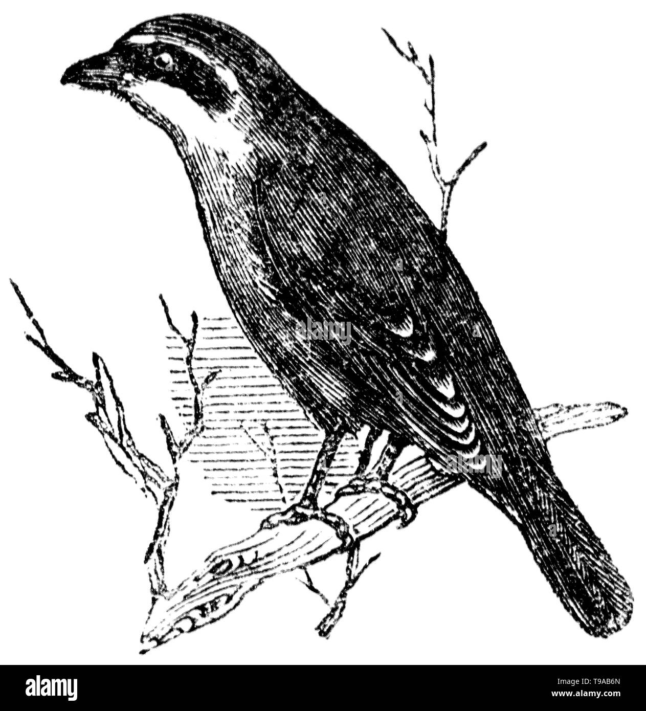 Wood cut engraved illustration, taken from 'The Treasury of Natural History' by Samuel Maunder, published 1848 Stock Photo