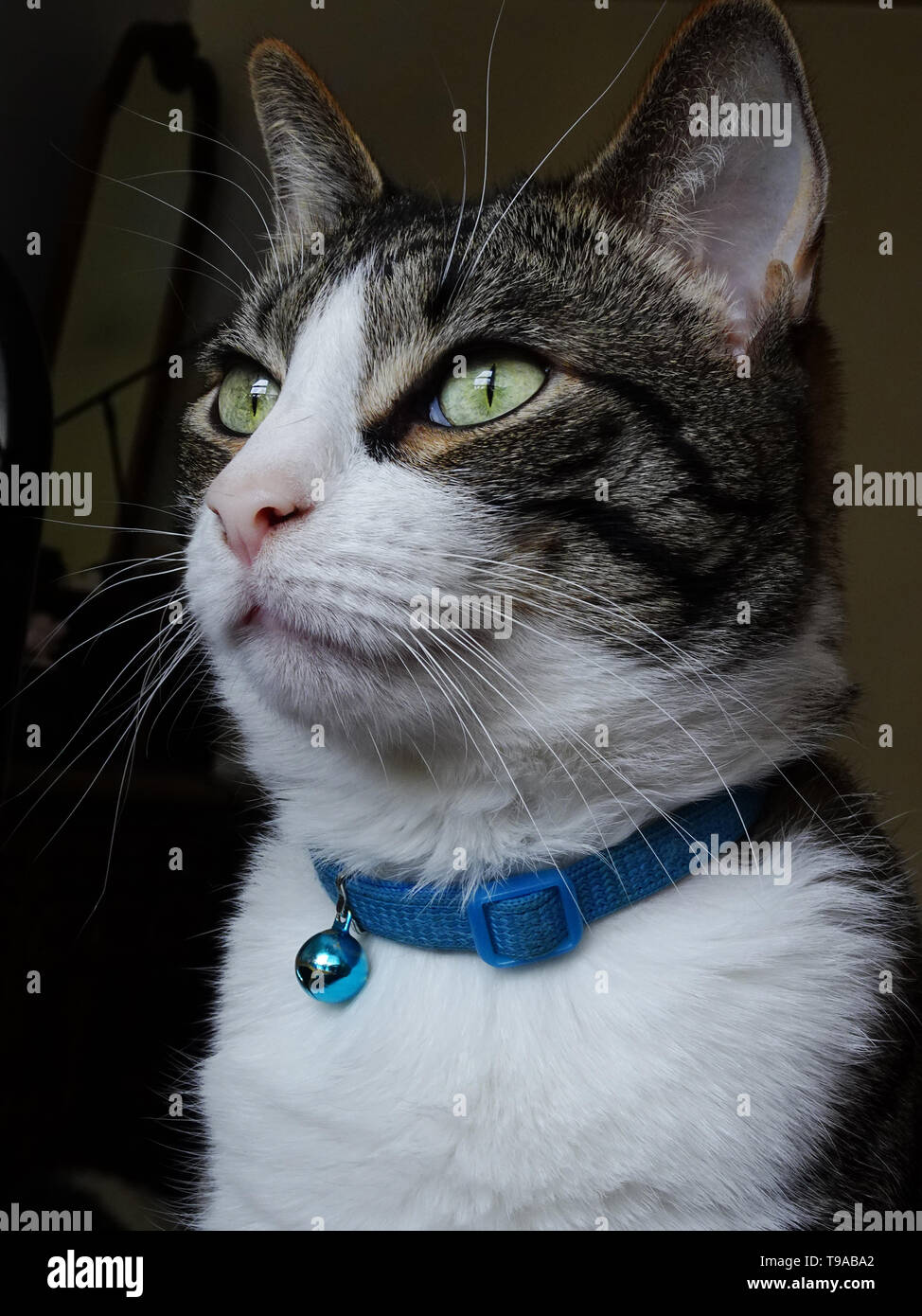 Gray and white tabby cat at attention. Stock Photo