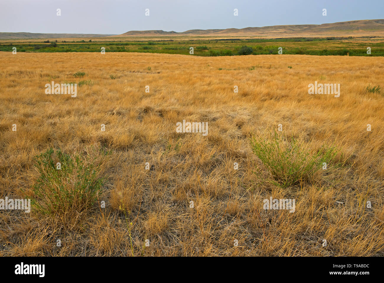 Rolling hills and coulees of mixed-grass native prairie Grasslands National Park Saskatchewan, Canada Stock Photo