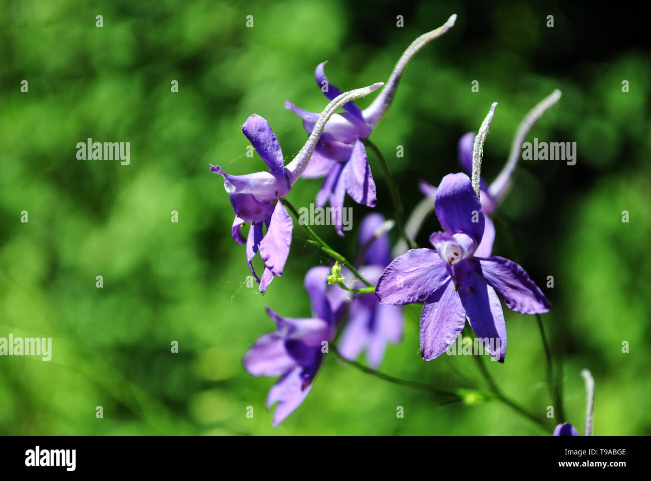 Consolida regalis (Forking Larkspur, Rocket-larkspur, Field larkspur) blue flowers, close up detail, soft green blurry bokeh background Stock Photo