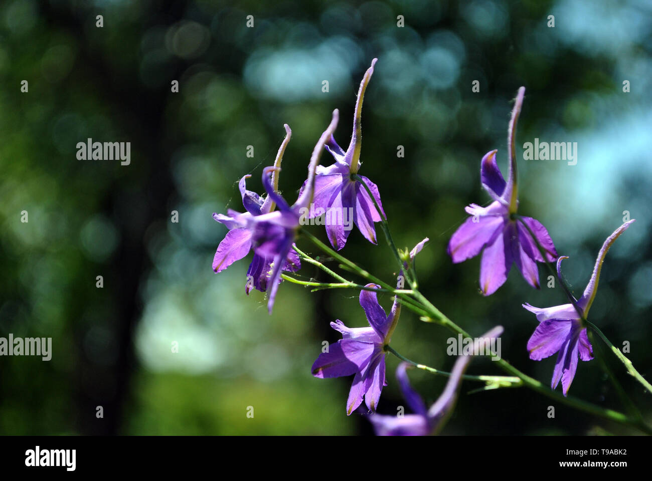 Consolida regalis (Forking Larkspur, Rocket-larkspur, Field larkspur) blue flowers, soft bokeh background Stock Photo