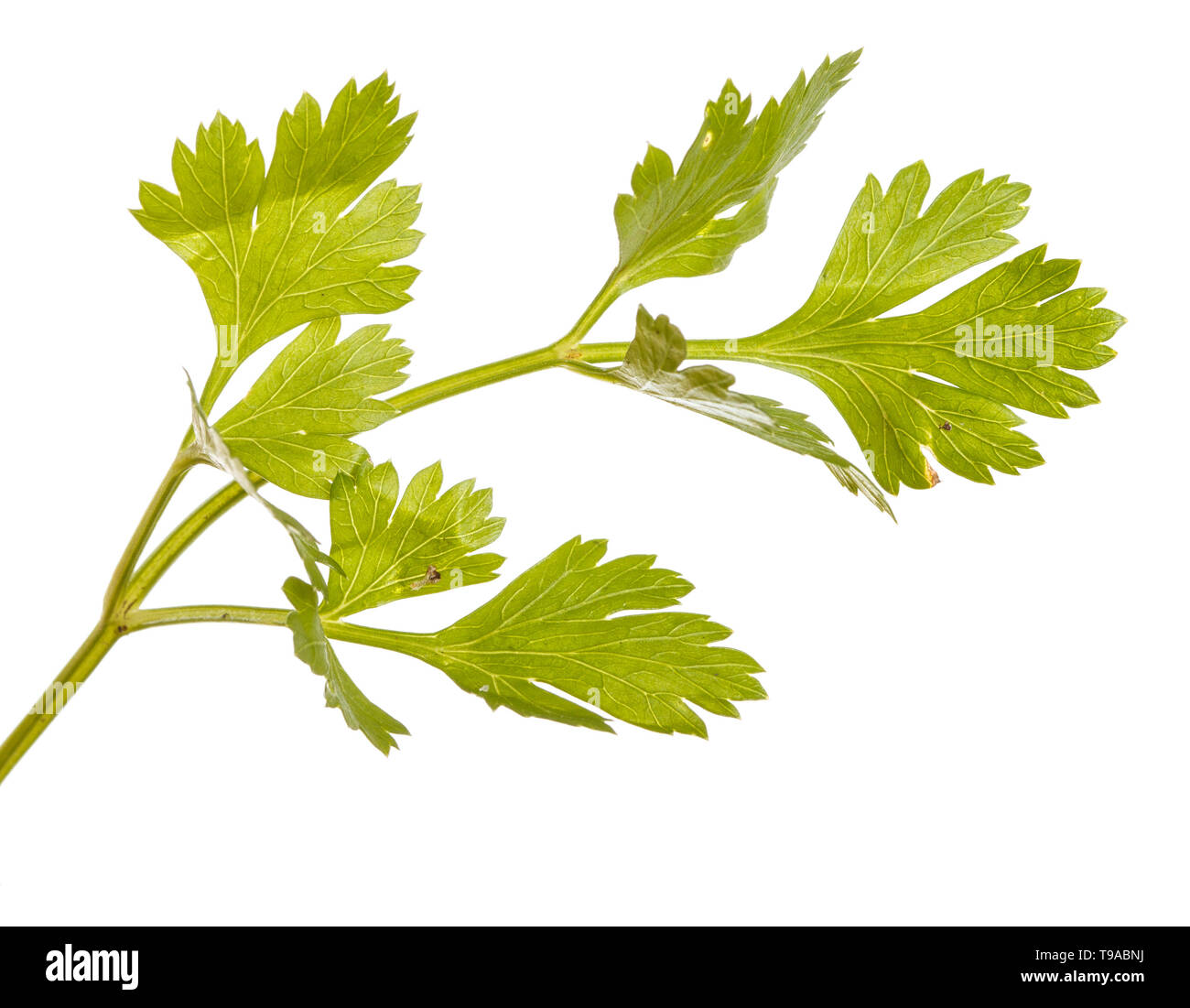 green leaf of parsley isolated on white background Stock Photo - Alamy