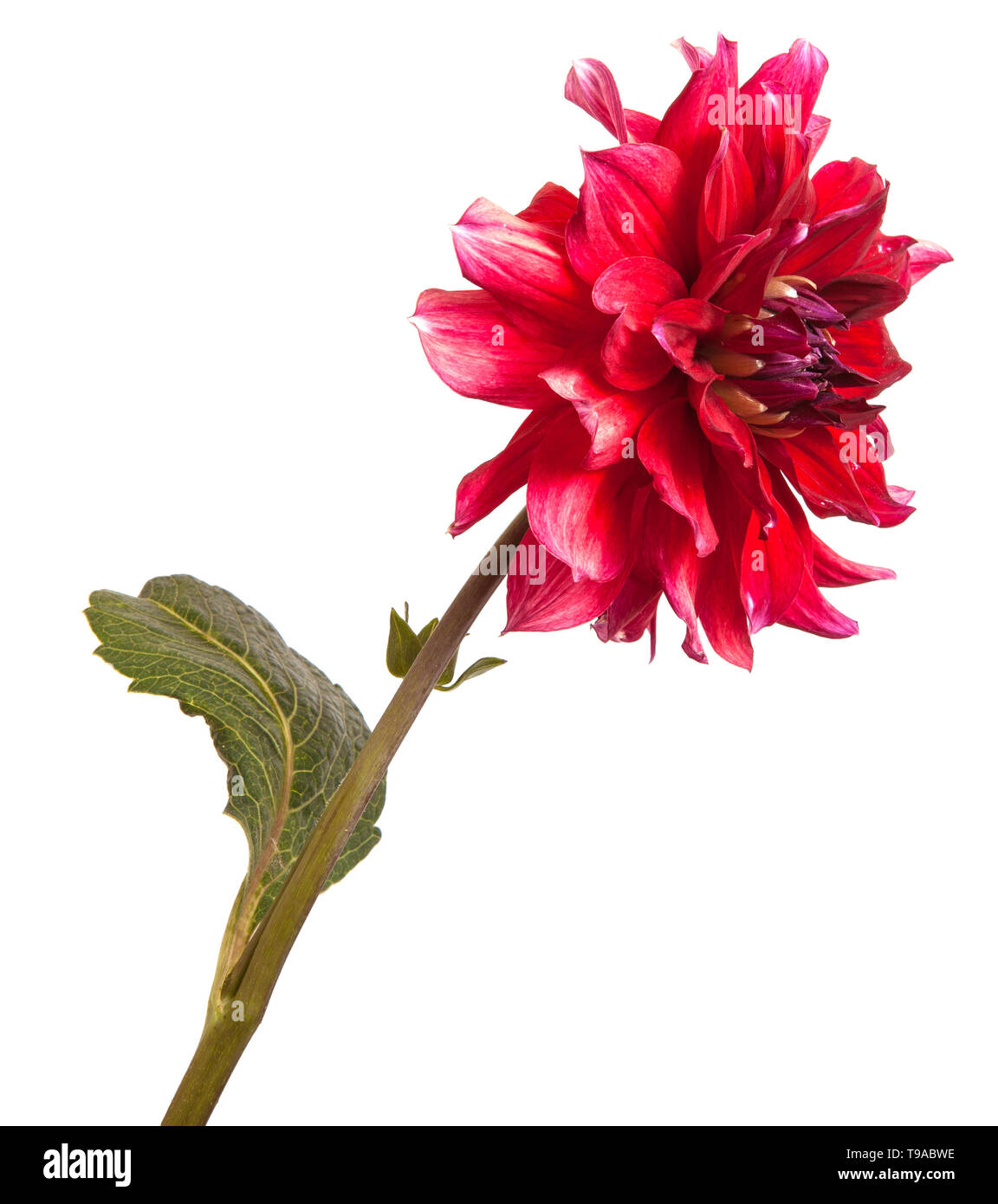 dahlia flower isolated on white background Stock Photo - Alamy